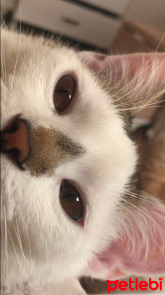 Tekir Kedi, Kedi  Şans fotoğrafı