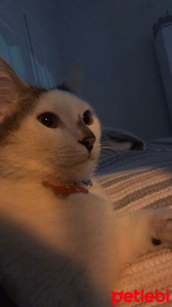 Tekir Kedi, Kedi  Şans fotoğrafı