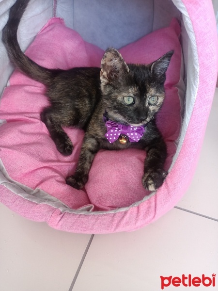 Brazilian Shorthair, Kedi  Boncuk fotoğrafı