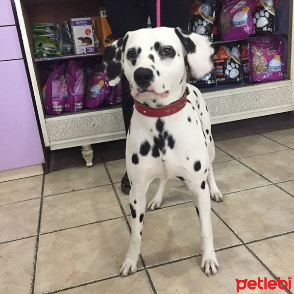 Dalmatian, Köpek  Asya fotoğrafı
