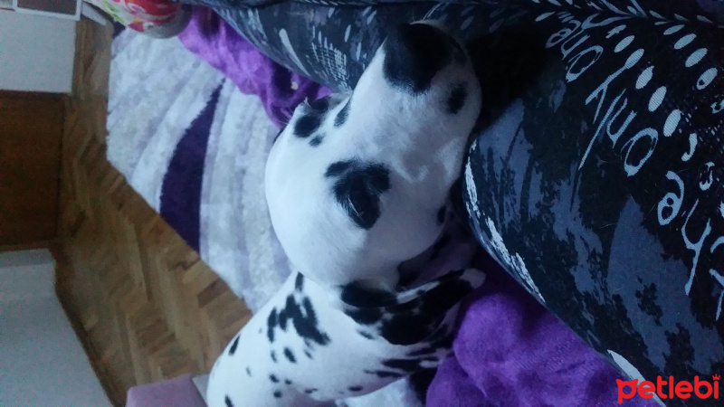 Dalmatian, Köpek  Asya fotoğrafı