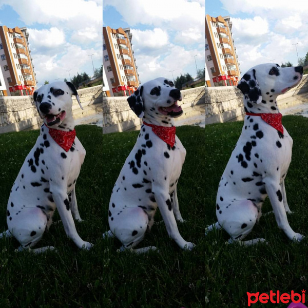 Dalmatian, Köpek  Asya fotoğrafı