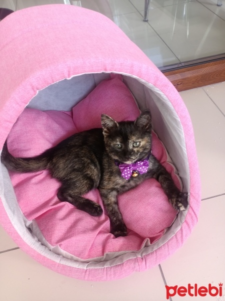 Brazilian Shorthair, Kedi  Boncuk fotoğrafı