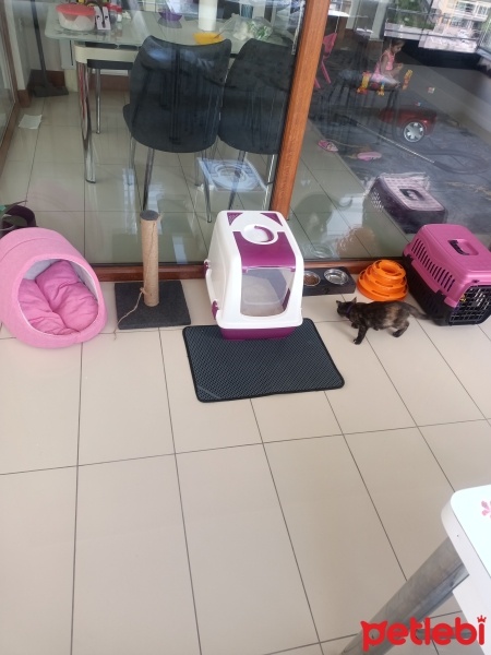 Brazilian Shorthair, Kedi  Boncuk fotoğrafı