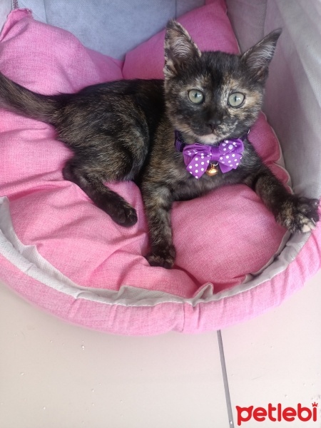 Brazilian Shorthair, Kedi  Boncuk fotoğrafı