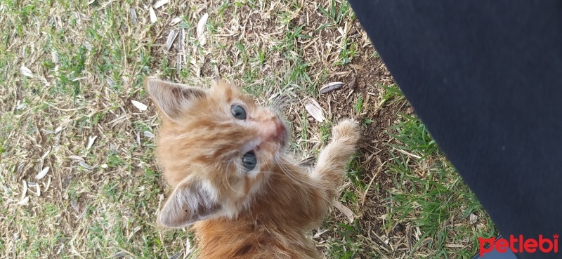 Sarman, Kedi  Şanslı fotoğrafı