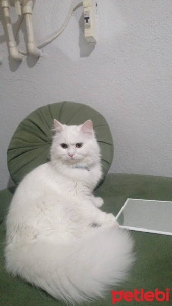 British Longhair, Kedi  Mia fotoğrafı