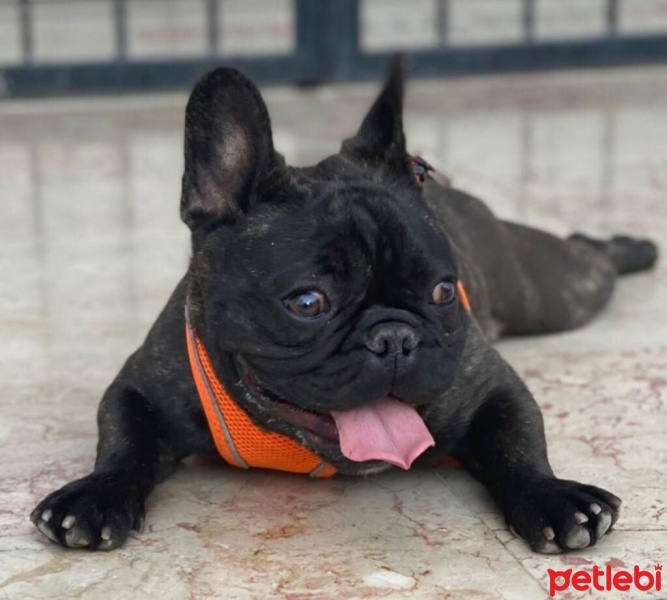 Fransız Bulldog, Köpek  puppy fotoğrafı