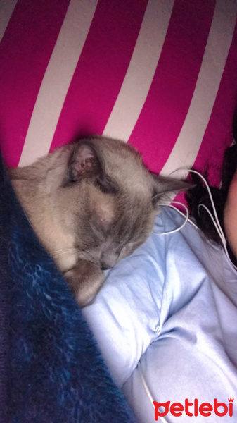Siyam Kedisi, Kedi  Boncuk fotoğrafı
