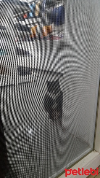 Tuxedo (Smokin) Kedi, Kedi  Zeytin duman fotoğrafı