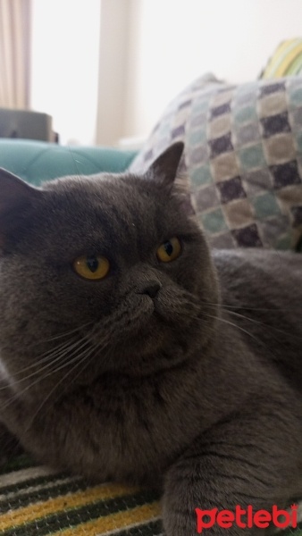 British Shorthair, Kedi  DUMAN fotoğrafı