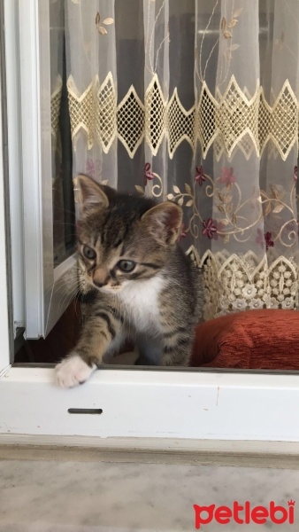 Tekir Kedi, Kedi  Venüs fotoğrafı