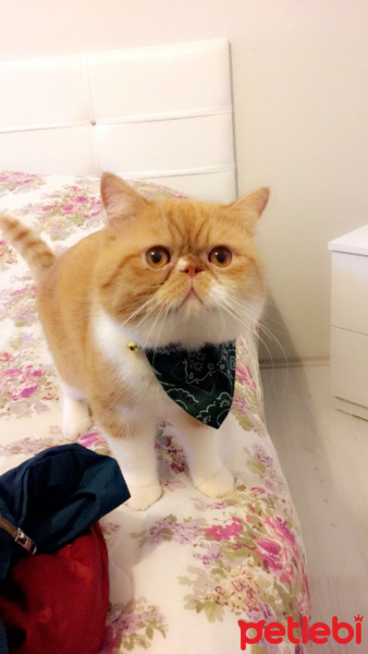 Exotic Shorthair, Kedi  Papyon fotoğrafı