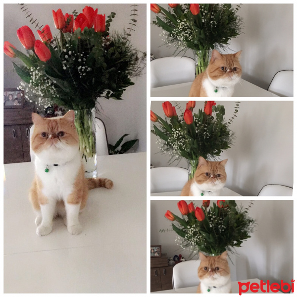 Exotic Shorthair, Kedi  Papyon fotoğrafı