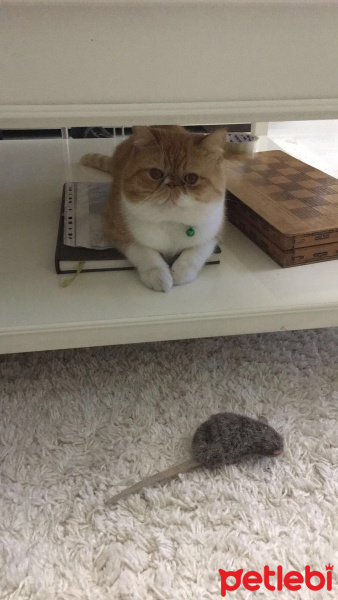 Exotic Shorthair, Kedi  Papyon fotoğrafı