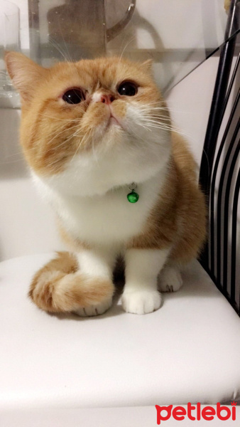 Exotic Shorthair, Kedi  Papyon fotoğrafı