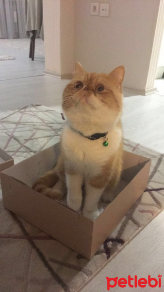 Exotic Shorthair, Kedi  Papyon fotoğrafı