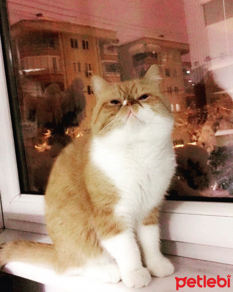 Exotic Shorthair, Kedi  Papyon fotoğrafı