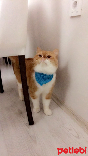 Exotic Shorthair, Kedi  Papyon fotoğrafı