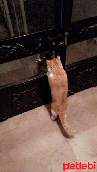 Exotic Shorthair, Kedi  Papyon fotoğrafı