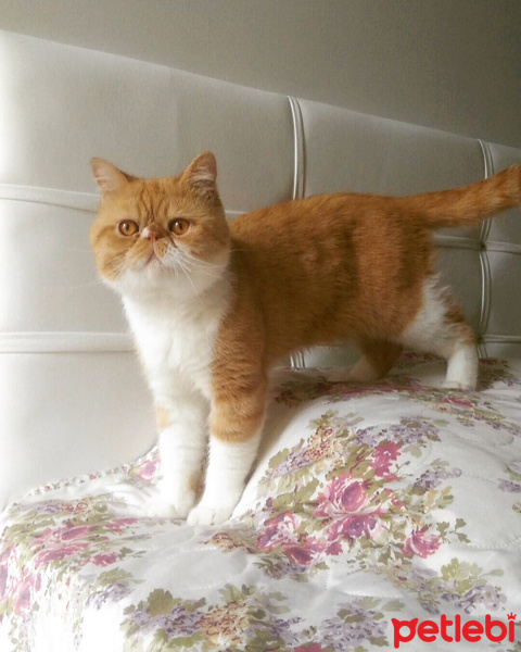 Exotic Shorthair, Kedi  Papyon fotoğrafı