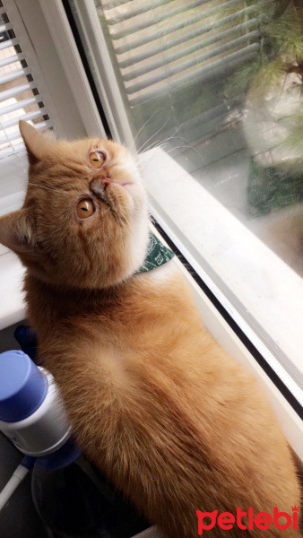 Exotic Shorthair, Kedi  Papyon fotoğrafı