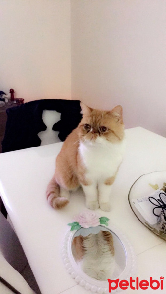 Exotic Shorthair, Kedi  Papyon fotoğrafı