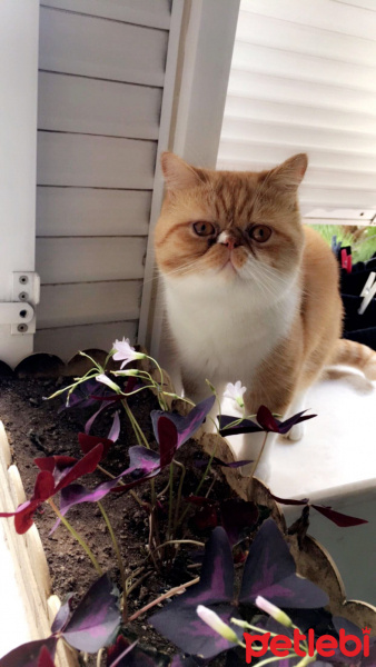 Exotic Shorthair, Kedi  Papyon fotoğrafı