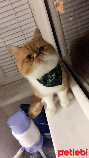 Exotic Shorthair, Kedi  Papyon fotoğrafı