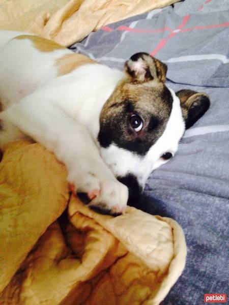 Jack Russell Terrier, Köpek  Layka fotoğrafı