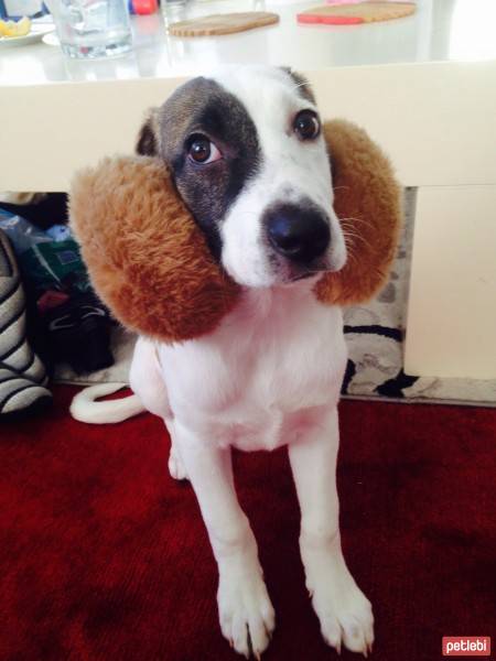 Jack Russell Terrier, Köpek  Layka fotoğrafı