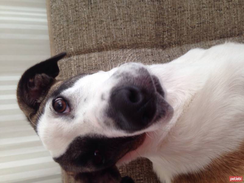 Jack Russell Terrier, Köpek  Layka fotoğrafı