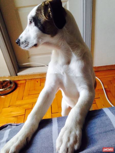 Jack Russell Terrier, Köpek  Layka fotoğrafı