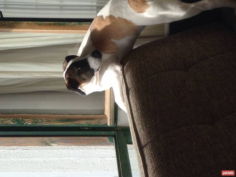 Jack Russell Terrier, Köpek  Layka fotoğrafı