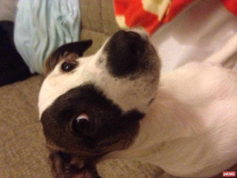 Jack Russell Terrier, Köpek  Layka fotoğrafı