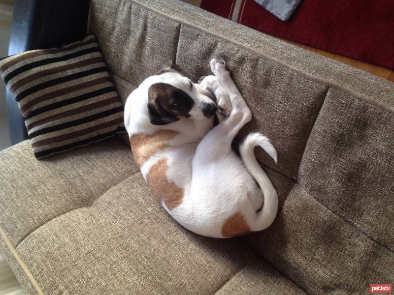 Jack Russell Terrier, Köpek  Layka fotoğrafı