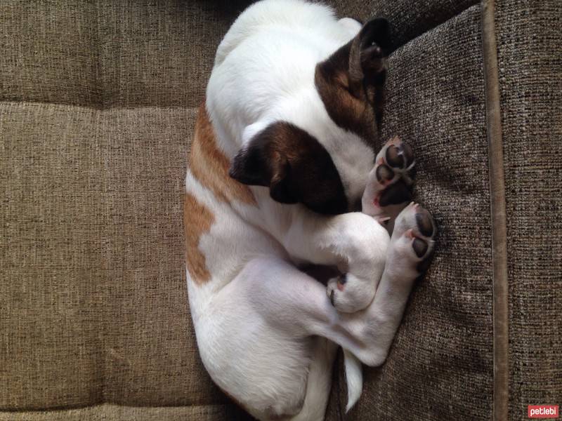 Jack Russell Terrier, Köpek  Layka fotoğrafı