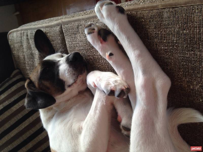 Jack Russell Terrier, Köpek  Layka fotoğrafı