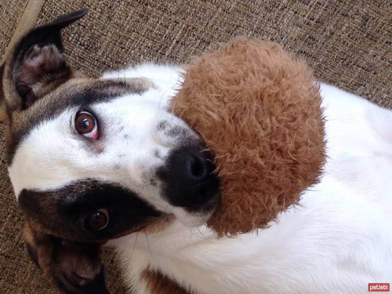 Jack Russell Terrier, Köpek  Layka fotoğrafı