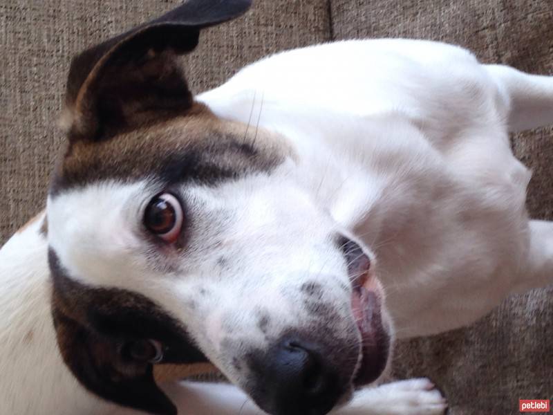 Jack Russell Terrier, Köpek  Layka fotoğrafı