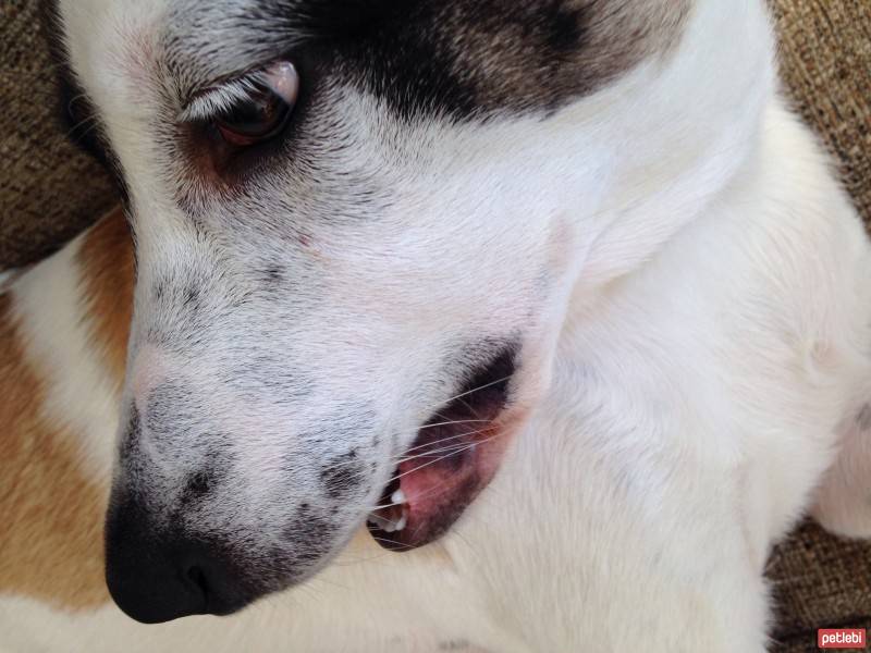 Jack Russell Terrier, Köpek  Layka fotoğrafı