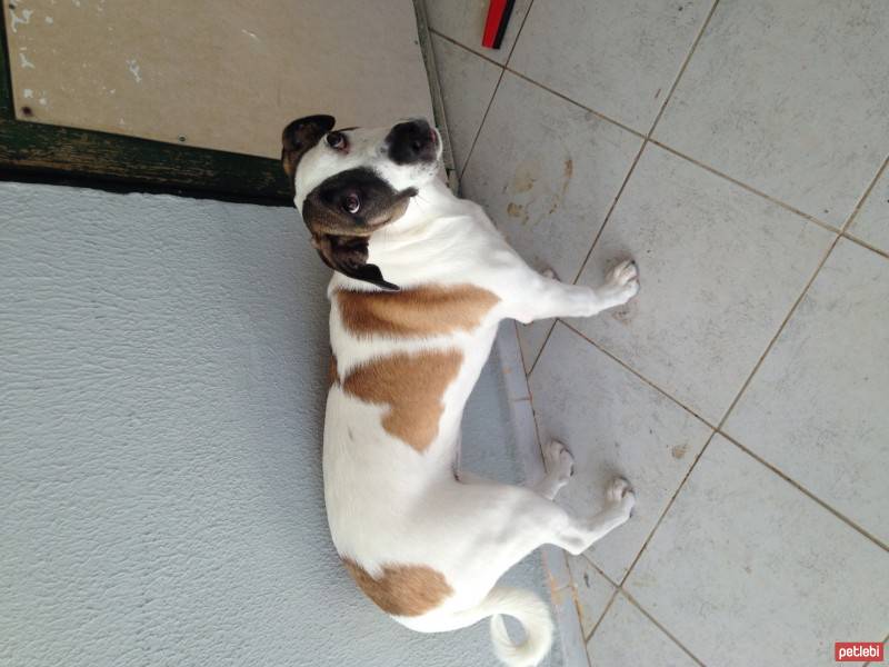 Jack Russell Terrier, Köpek  Layka fotoğrafı