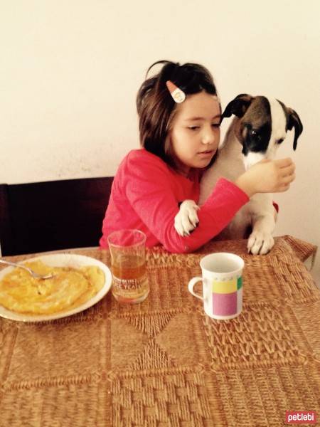 Jack Russell Terrier, Köpek  Layka fotoğrafı