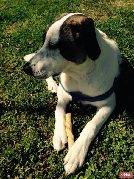 Jack Russell Terrier, Köpek  Layka fotoğrafı