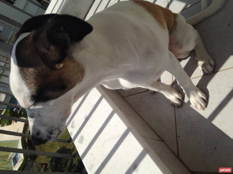 Jack Russell Terrier, Köpek  Layka fotoğrafı