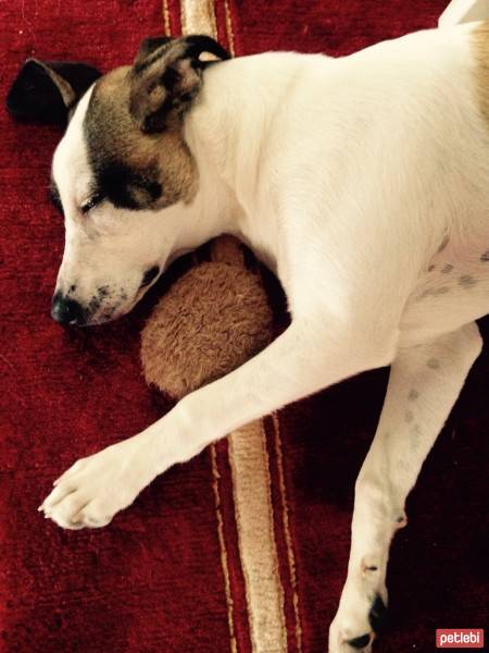 Jack Russell Terrier, Köpek  Layka fotoğrafı