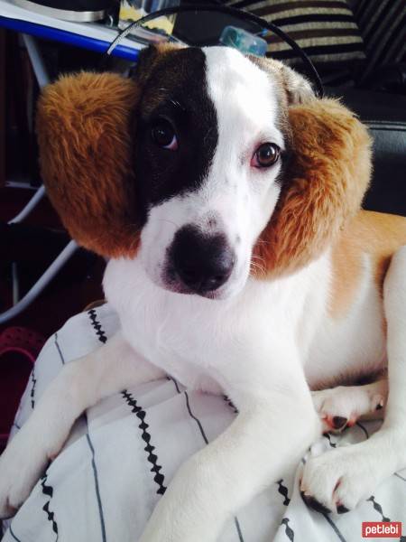 Jack Russell Terrier, Köpek  Layka fotoğrafı