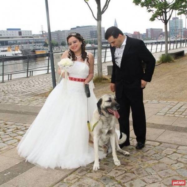 Jack Russell Terrier, Köpek  Layka fotoğrafı