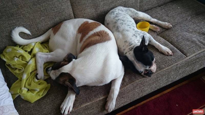 Jack Russell Terrier, Köpek  Layka fotoğrafı