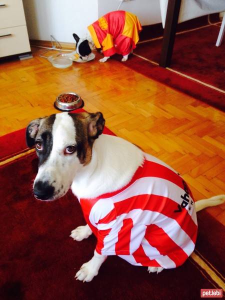 Jack Russell Terrier, Köpek  Layka fotoğrafı